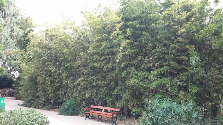 Pleioblastus variegatus plantplacesimage20141012_133908.jpg