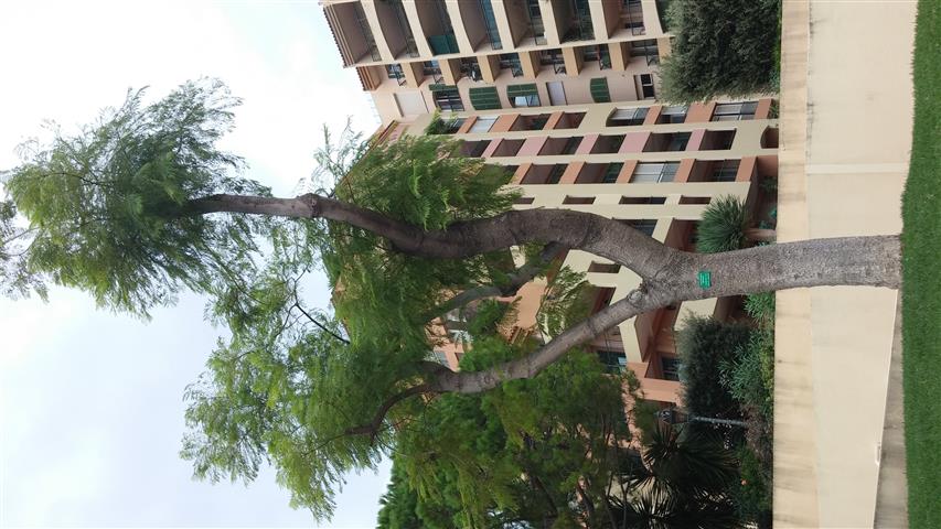 Jacaranda ovalifolia plantplacesimage20141012_134625.jpg