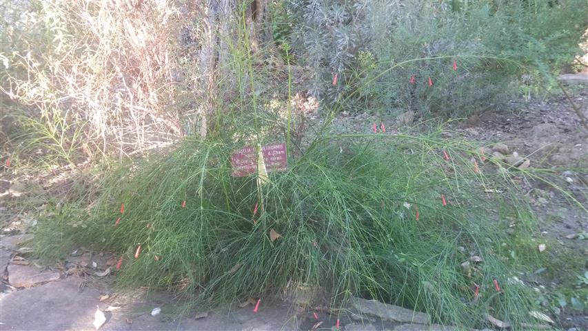 Russelia equiestiforms plantplacesimage20141014_095822.jpg