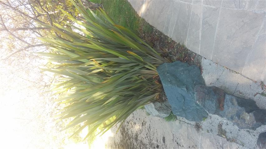 Phormium tenax plantplacesimage20141014_100939.jpg