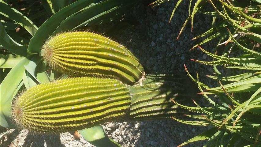 Neobuxbaumea polylopha plantplacesimage20141014_102932.jpg