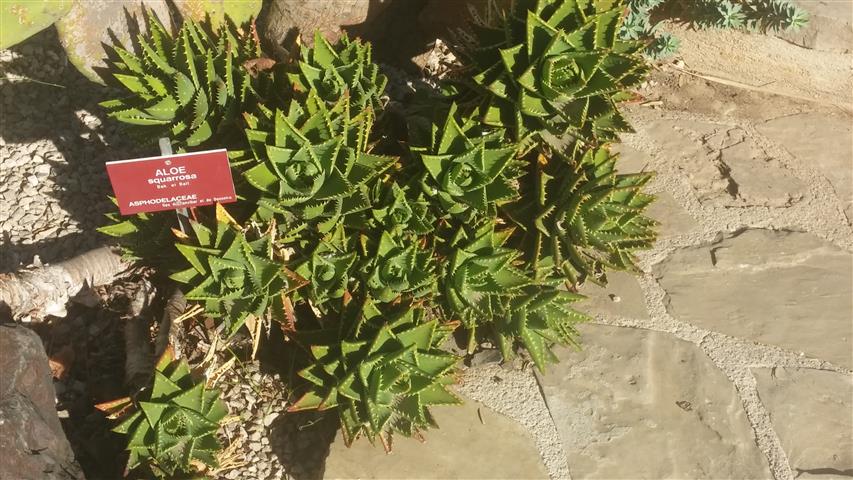 Aloe squarrosa plantplacesimage20141014_102959.jpg