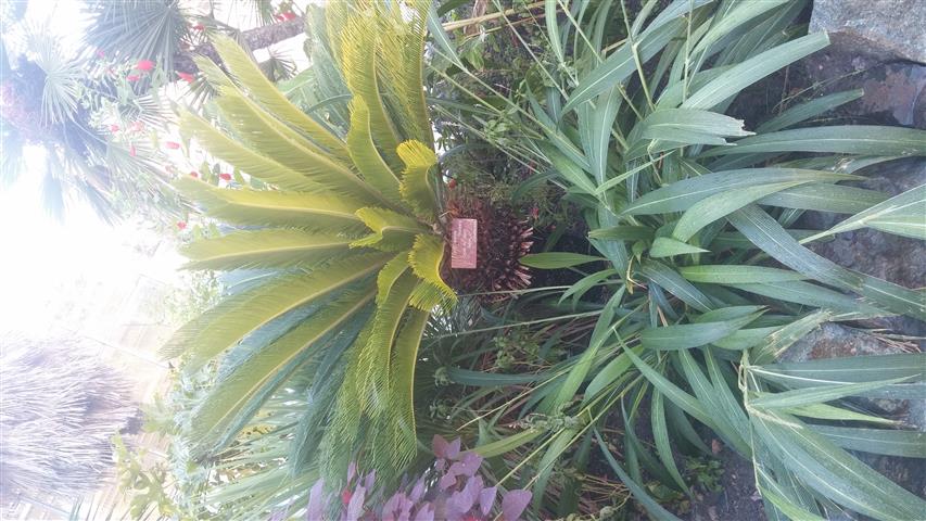 Cycas revoluta plantplacesimage20141014_104019.jpg