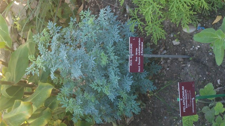 Ruta graveolens plantplacesimage20141014_105049.jpg