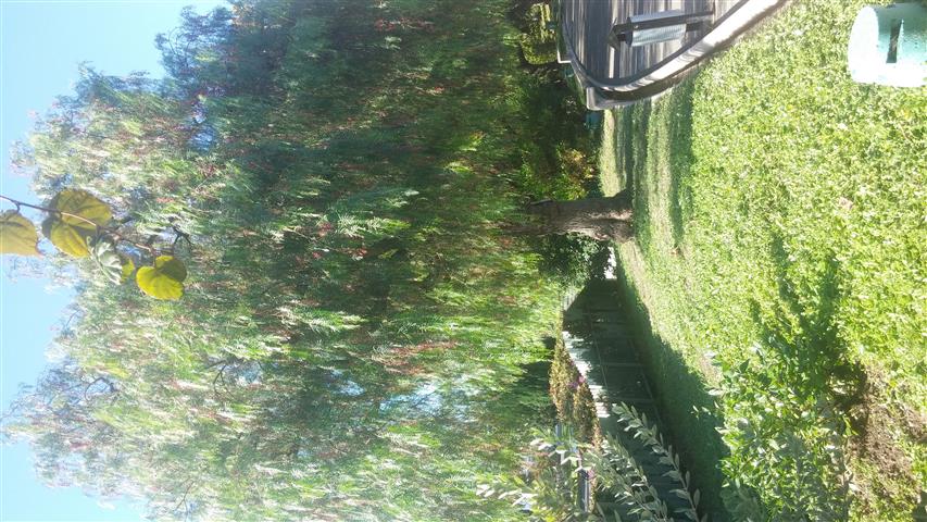 Schinus molle plantplacesimage20141014_105646.jpg