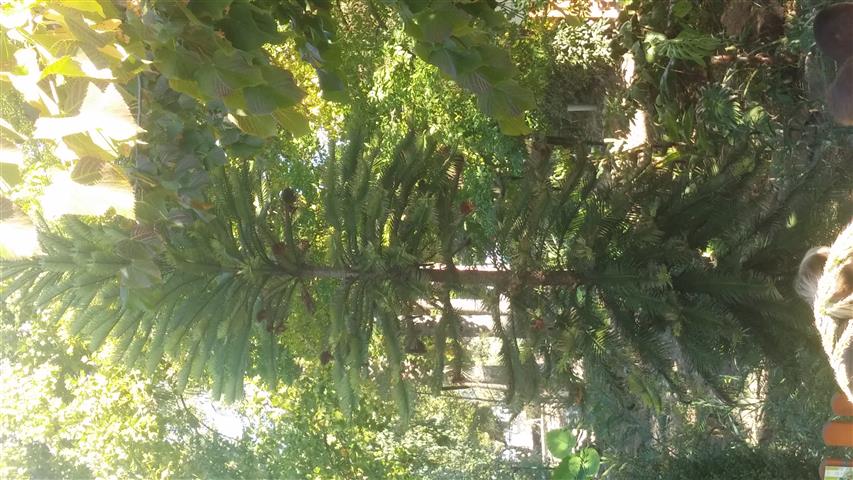 wollemia nobilis plantplacesimage20141014_111224.jpg