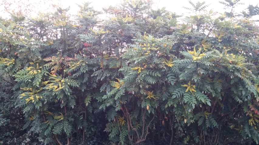 Mahonia japonica plantplacesimage20141120_074128.jpg