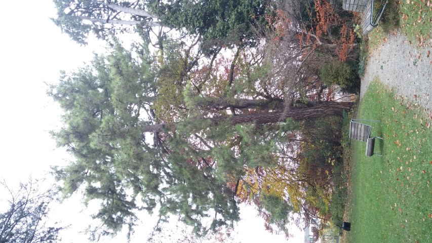 Pinus nigra plantplacesimage20141121_125234.jpg