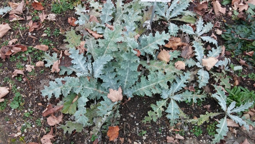 Onopordum acanthium plantplacesimage20141121_131507.jpg