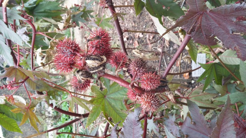 Ricinus communis plantplacesimage20141121_132001.jpg