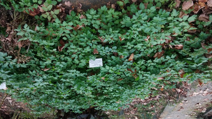 Smyrnium oluastrum plantplacesimage20141121_132301.jpg