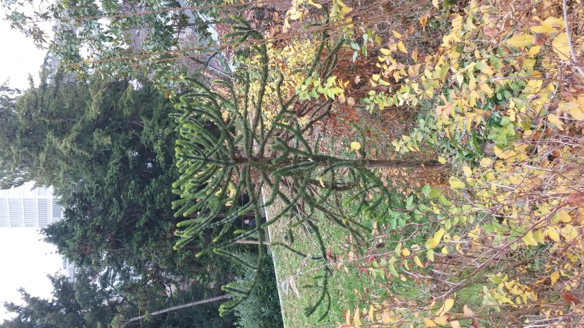 Araucaria araucana plantplacesimage20141121_132453.jpg