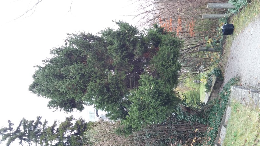 Picea abies plantplacesimage20141121_133849.jpg