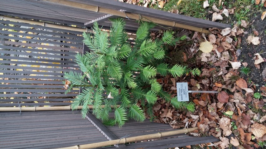 wollemia nobilis plantplacesimage20141121_134825.jpg