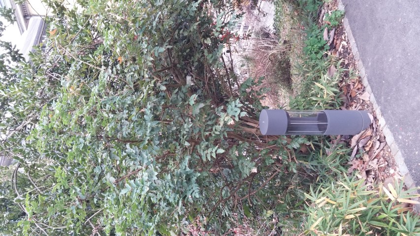 Mahonia aquifolium plantplacesimage20141121_140349.jpg