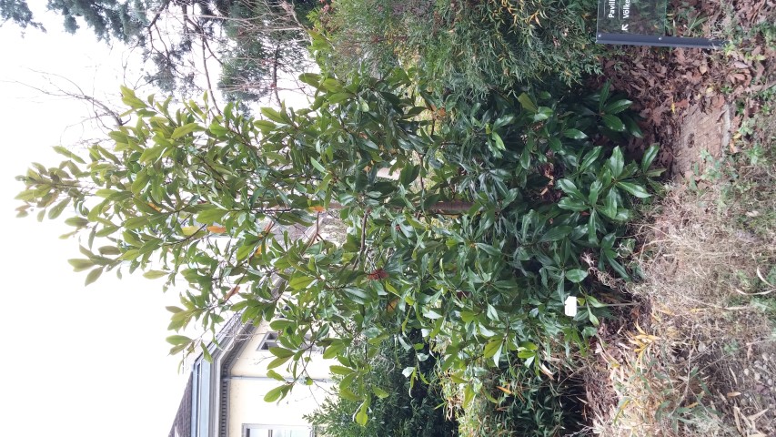 Magnolia grandiflora plantplacesimage20141121_140613.jpg