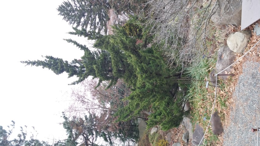 Juniperus chinensis plantplacesimage20141220_120707.jpg
