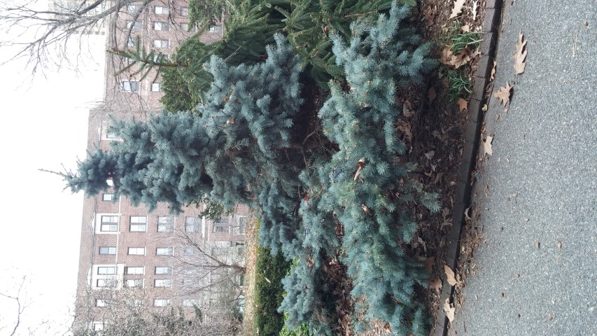 Picea pungens plantplacesimage20141220_132304.jpg