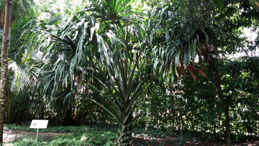 Metroxylonsagu  plantplacesimage20141226_233434.jpg