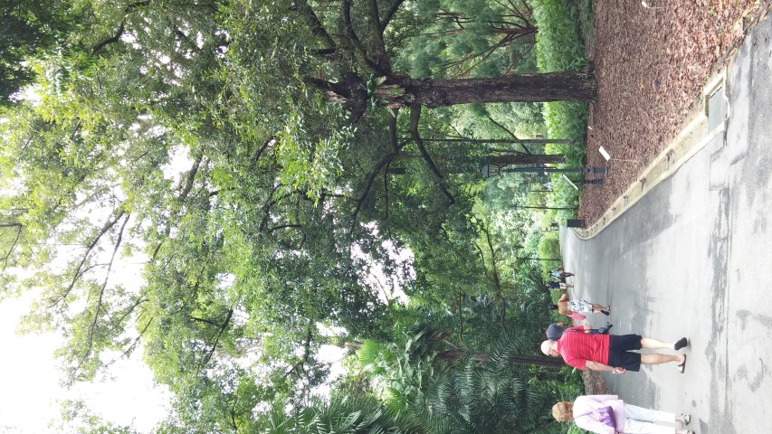 Shorea roxburghii plantplacesimage20141226_234040.jpg