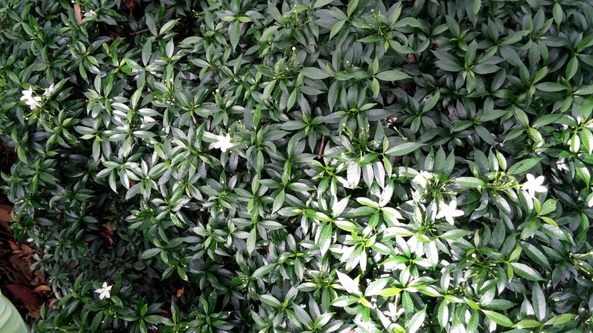 Tabernaemontana divaricata plantplacesimage20141226_234924.jpg