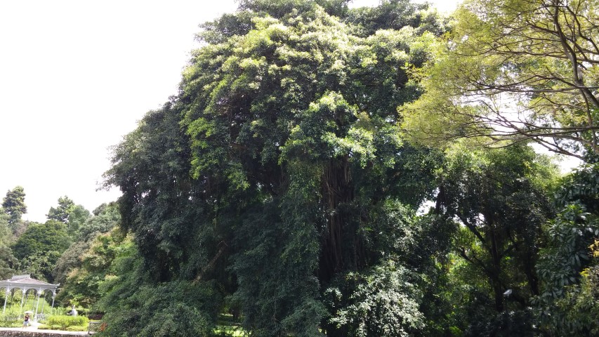 Ficus kurzii plantplacesimage20141226_235508.jpg