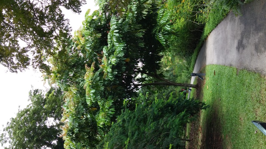 Pometia pinnata plantplacesimage20141227_000525.jpg