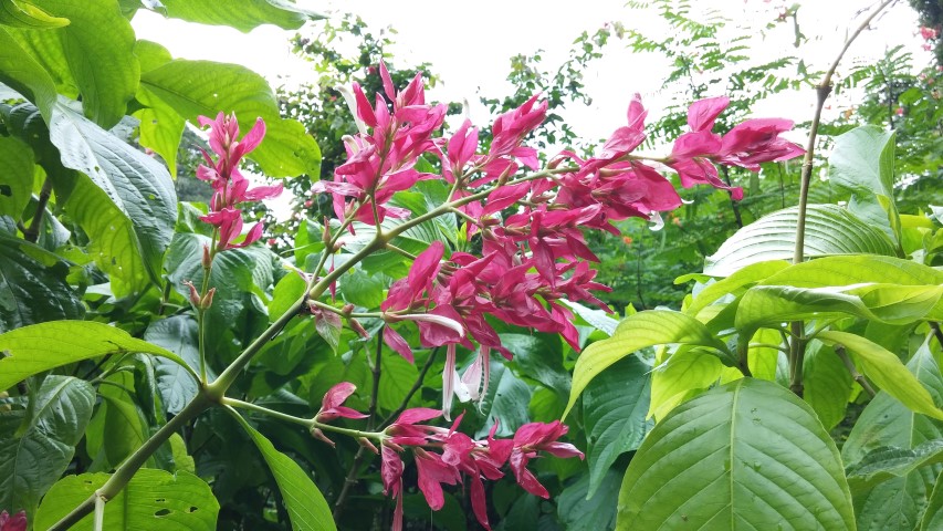 Megakempasma erythrochlamys plantplacesimage20141227_001647.jpg