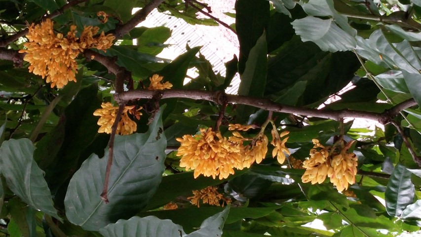 Saraca cauliflora plantplacesimage20141227_011213.jpg