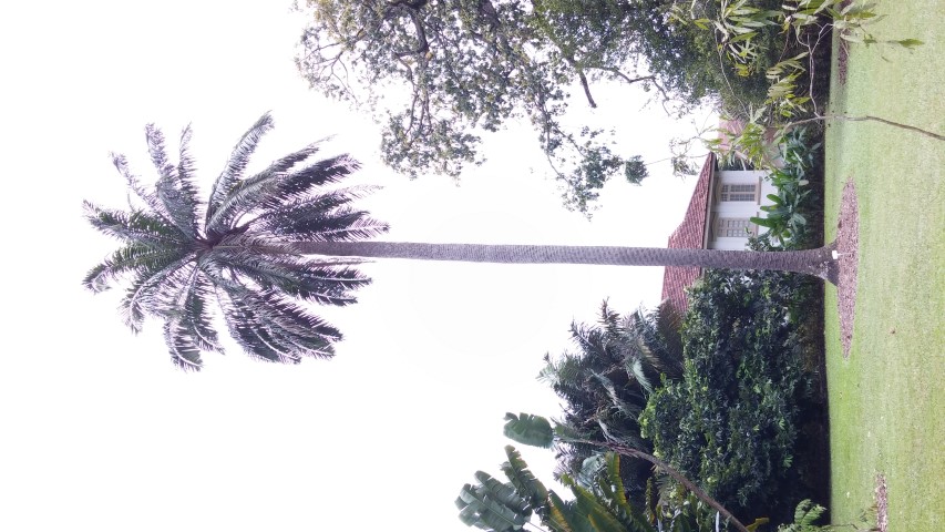 Elaeis guineensis plantplacesimage20141227_011424.jpg