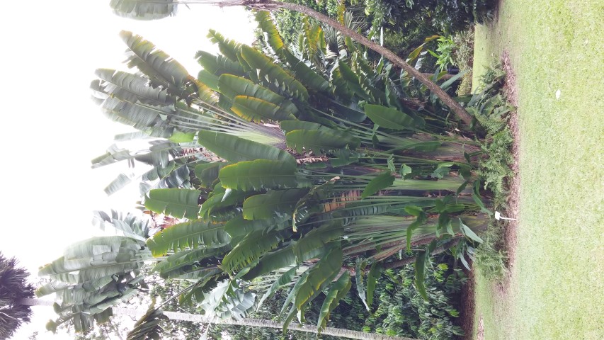 Ravenala madagascariensis plantplacesimage20141227_011627.jpg