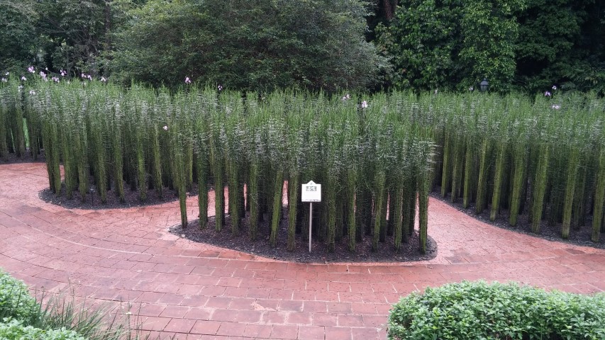 Papilionathe spp plantplacesimage20141227_021242.jpg