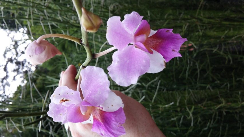 Papilionathe spp plantplacesimage20141227_021331.jpg