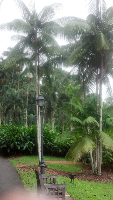 Rhopaloblaste augusta plantplacesimage20141227_151933.jpg