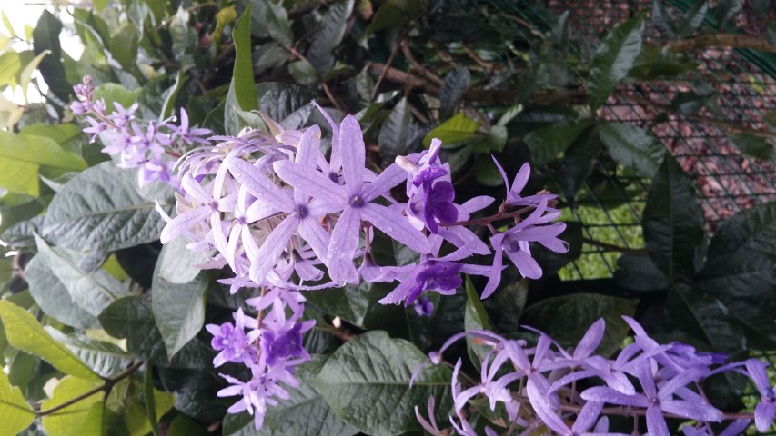 Petrea vokubilis plantplacesimage20141229_071155.jpg
