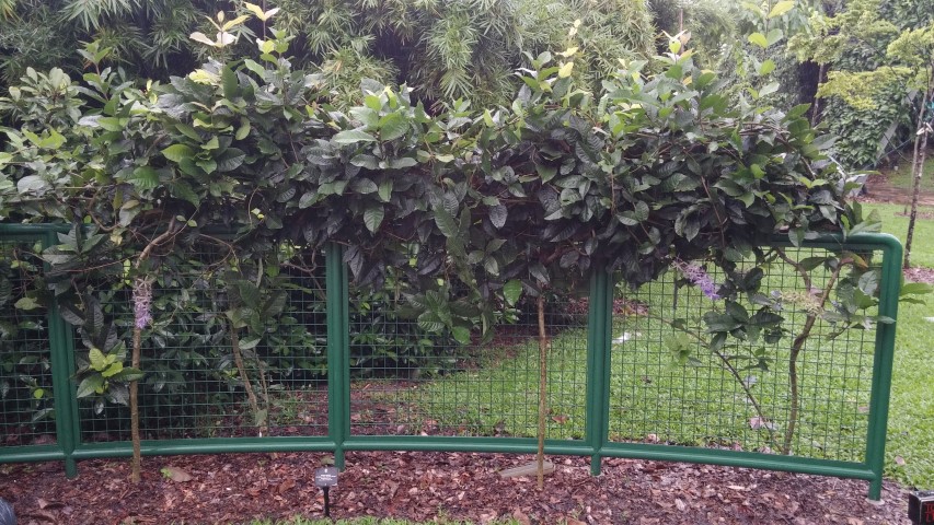 Petrea vokubilis plantplacesimage20141229_071205.jpg