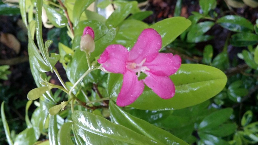 Ravenia spectabilis plantplacesimage20141229_073328.jpg