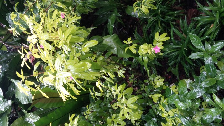 Ravenia spectabilis plantplacesimage20141229_073409.jpg