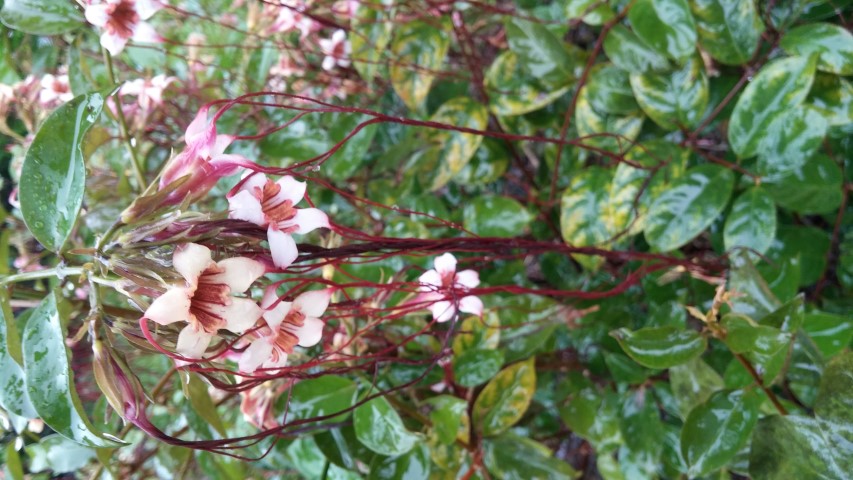 Stropanthus preusii plantplacesimage20141229_074707.jpg