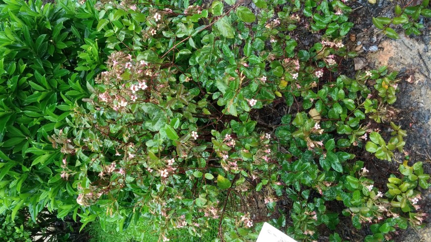 Stropanthus preusii plantplacesimage20141229_074732.jpg