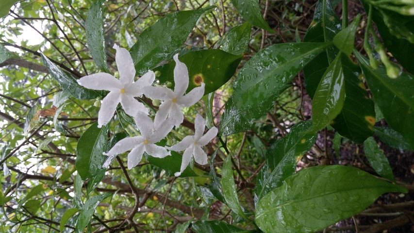 Tabernaemontana divaricata plantplacesimage20141229_075057.jpg