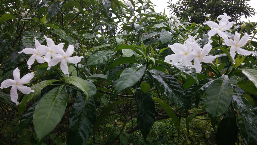 Tabernaemontana divaricata plantplacesimage20141229_075111.jpg