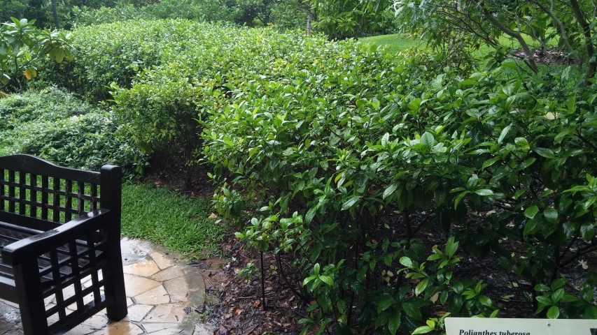 Polianthes tuberosa plantplacesimage20141229_075237.jpg