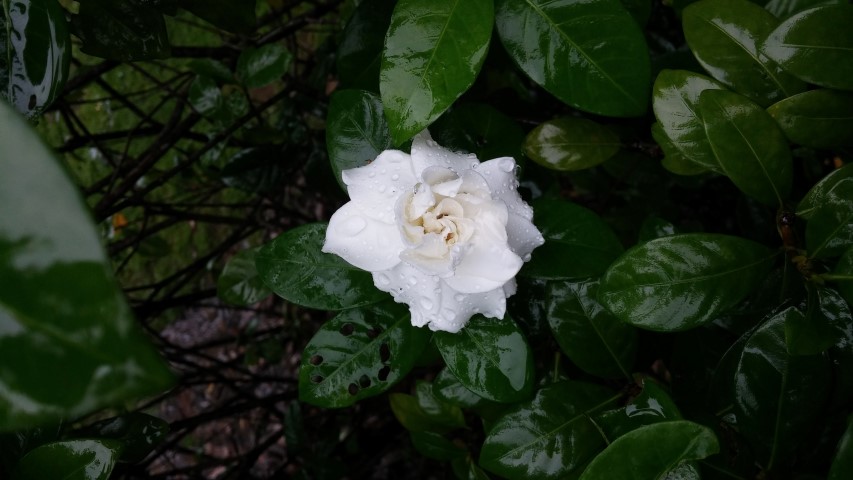 Gardenia jasminoides plantplacesimage20141229_080318.jpg