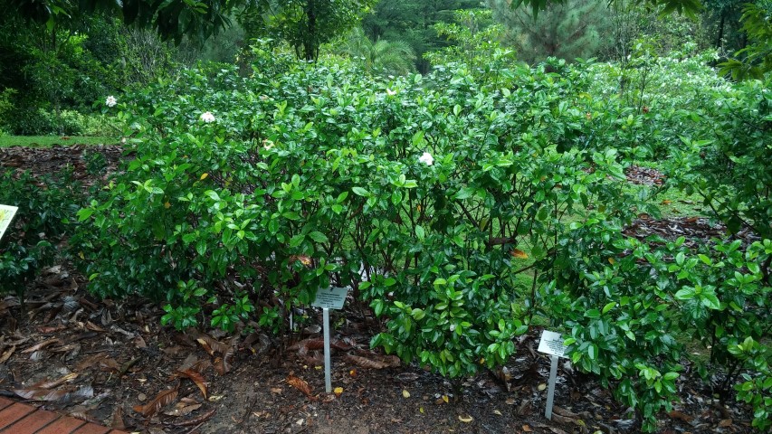 Gardenia jasminoides plantplacesimage20141229_080330.jpg