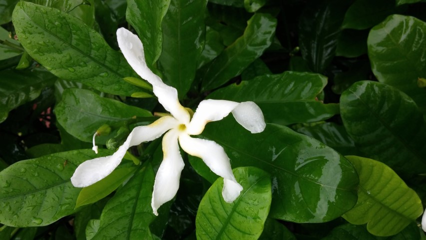 Tabernaemontana africana plantplacesimage20141229_080623.jpg