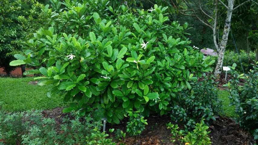 Tabernaemontana africana plantplacesimage20141229_080641.jpg