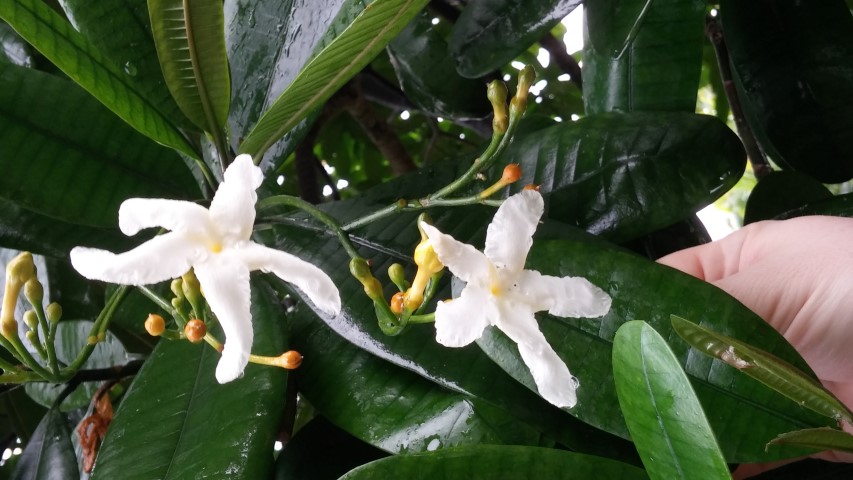 Tabernaemontana dicotoma plantplacesimage20141229_081033.jpg