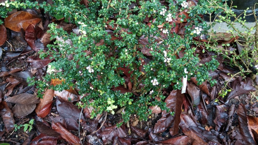 Malpighia cocccigera plantplacesimage20141229_081958.jpg