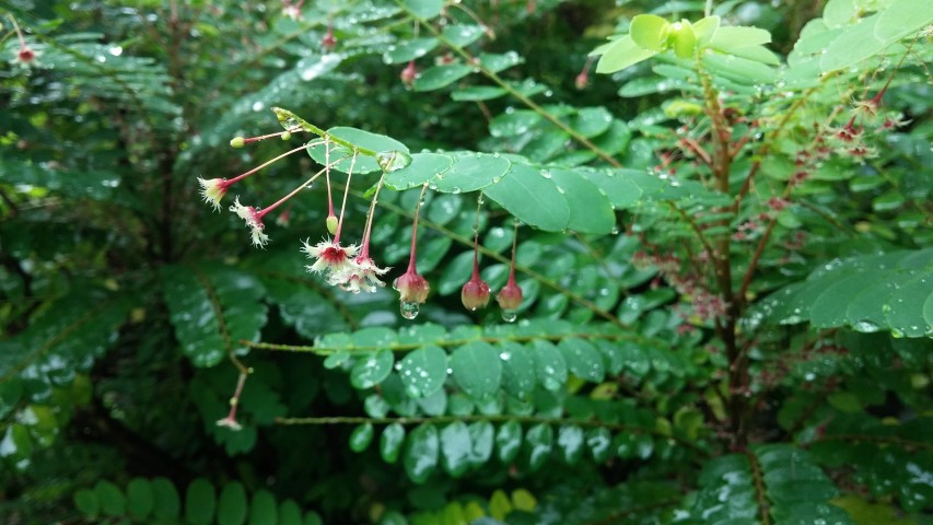 Phyllanthus pulcher plantplacesimage20141229_082524.jpg